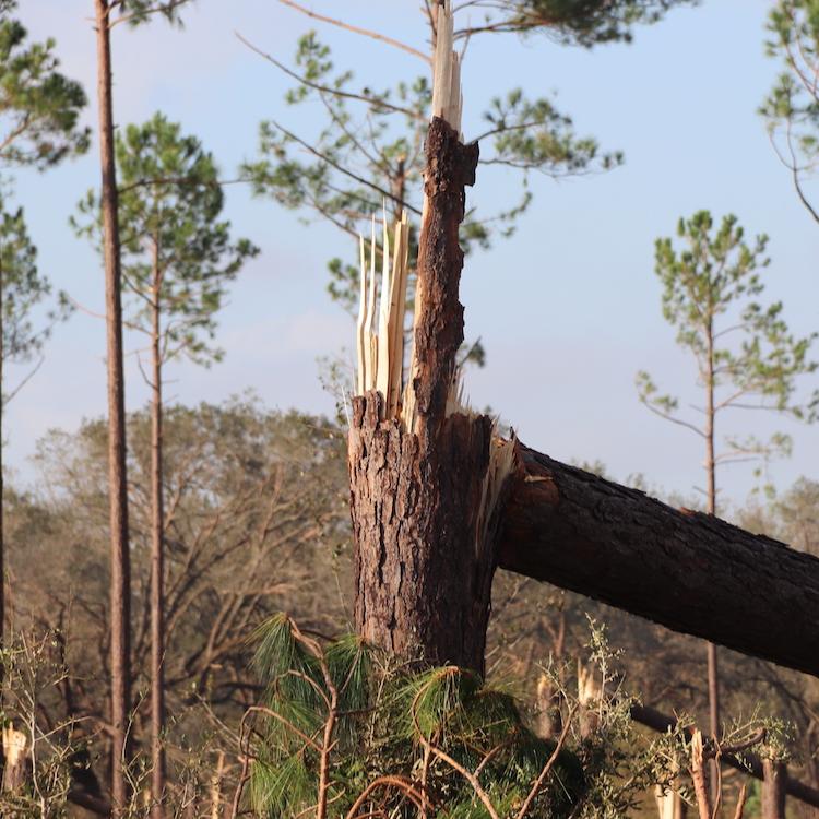 Updated forestry hurricane damage estimated at $762 million